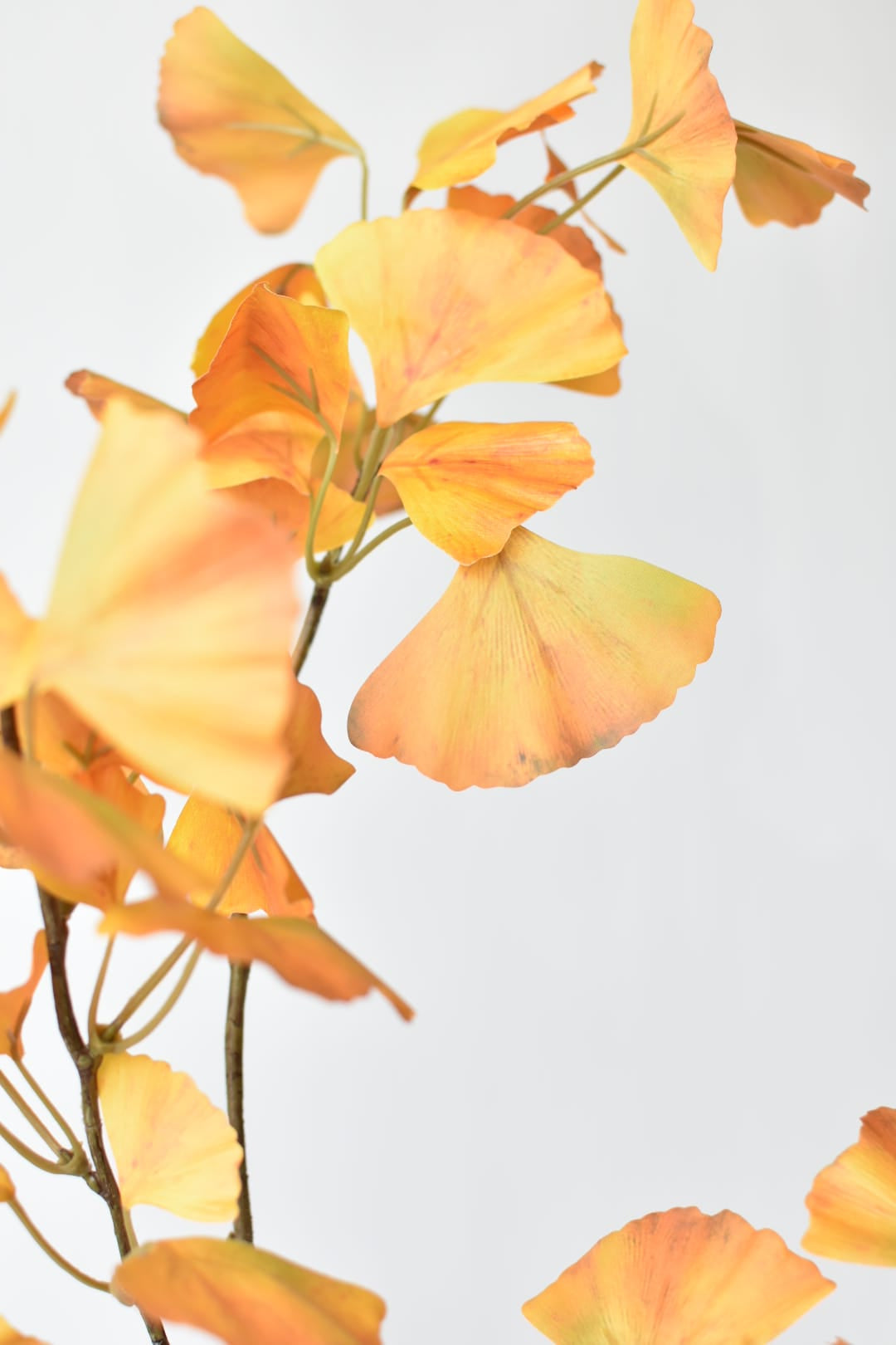 Ginkgo leaves measuring 2 to 3.25 inches wide, colored on both sides