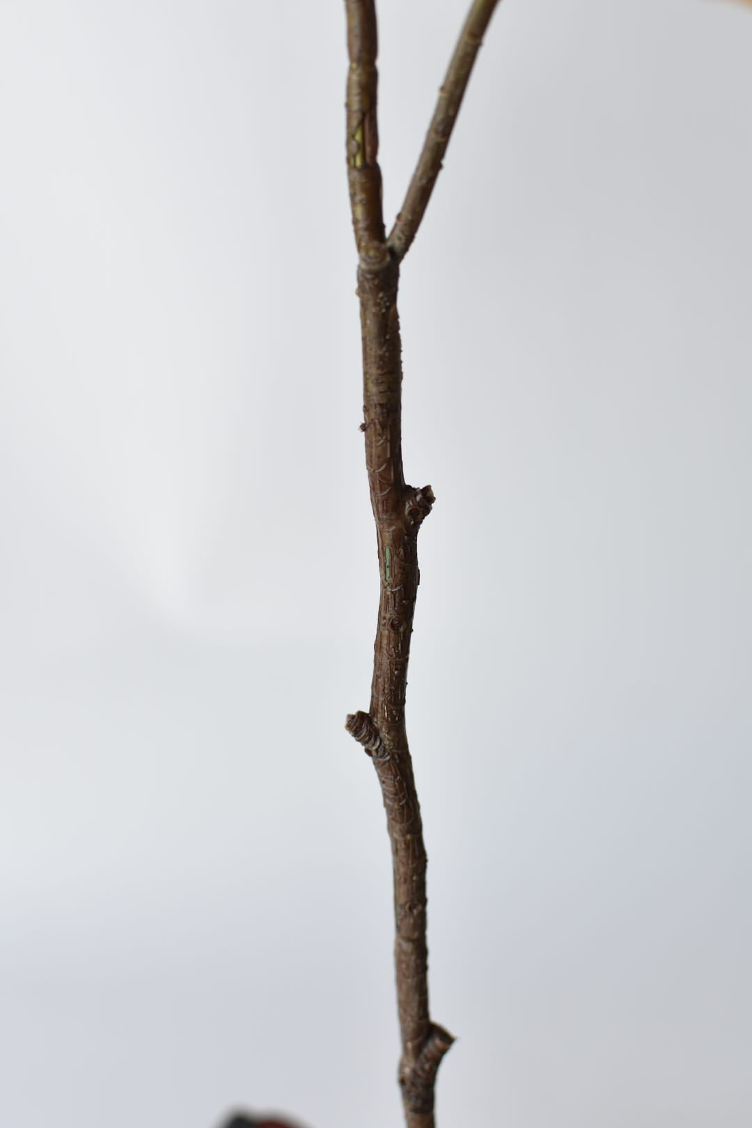 Faux ginkgo biloba stem for a floor vase or large console vessel