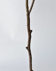 Faux ginkgo biloba stem for a floor vase or large console vessel