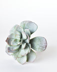 5" Faux Green Aeonium Pick Stem