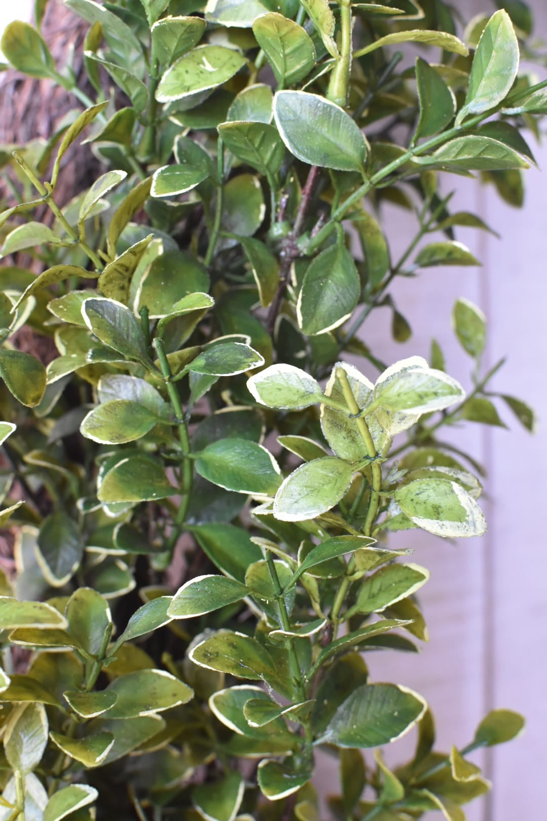 close up faux Variegated boxwood oval wreath on white board background