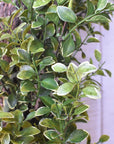 close up faux Variegated boxwood oval wreath on white board background