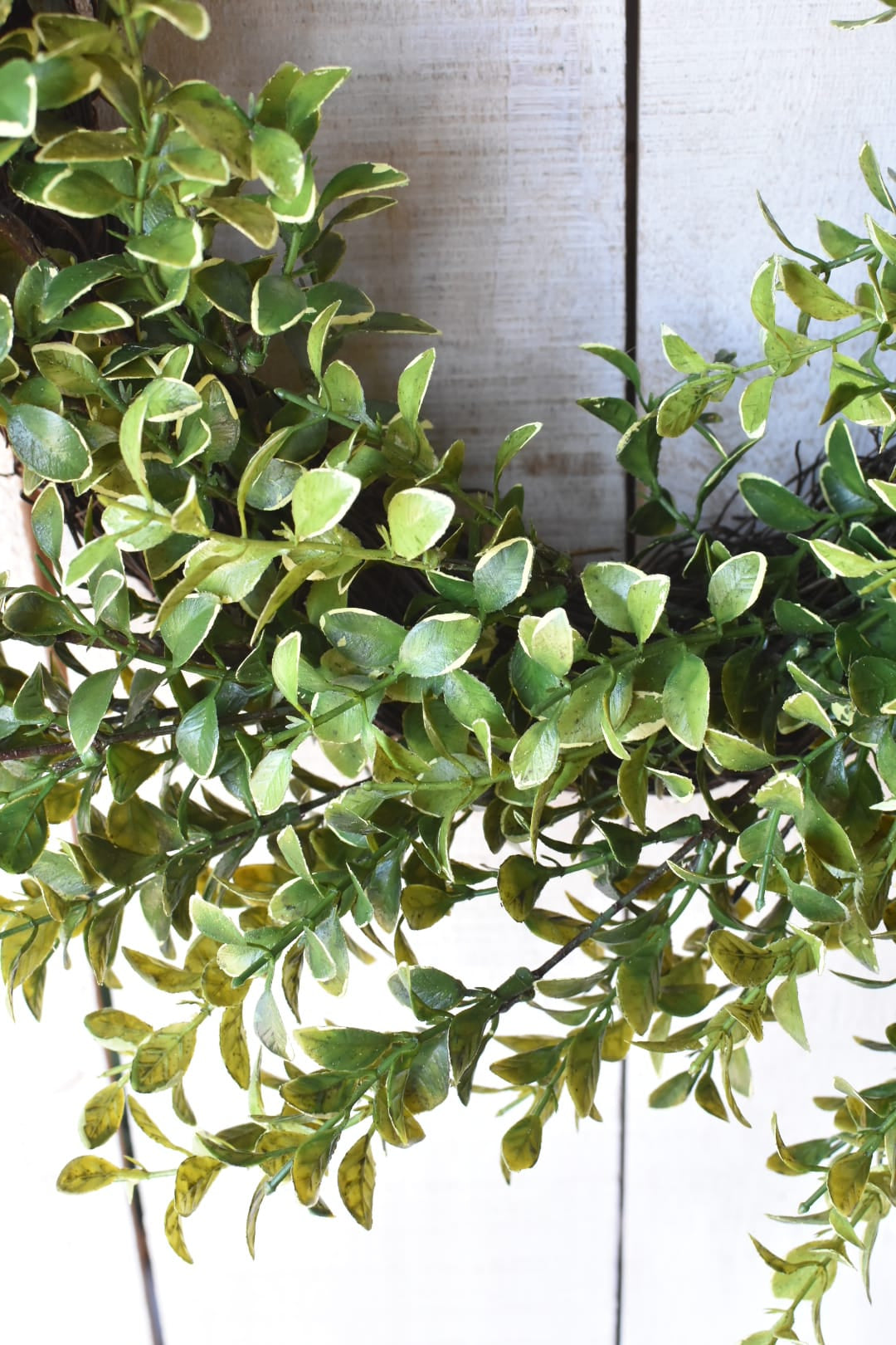 close up faux Variegated boxwood oval wreath on white board background