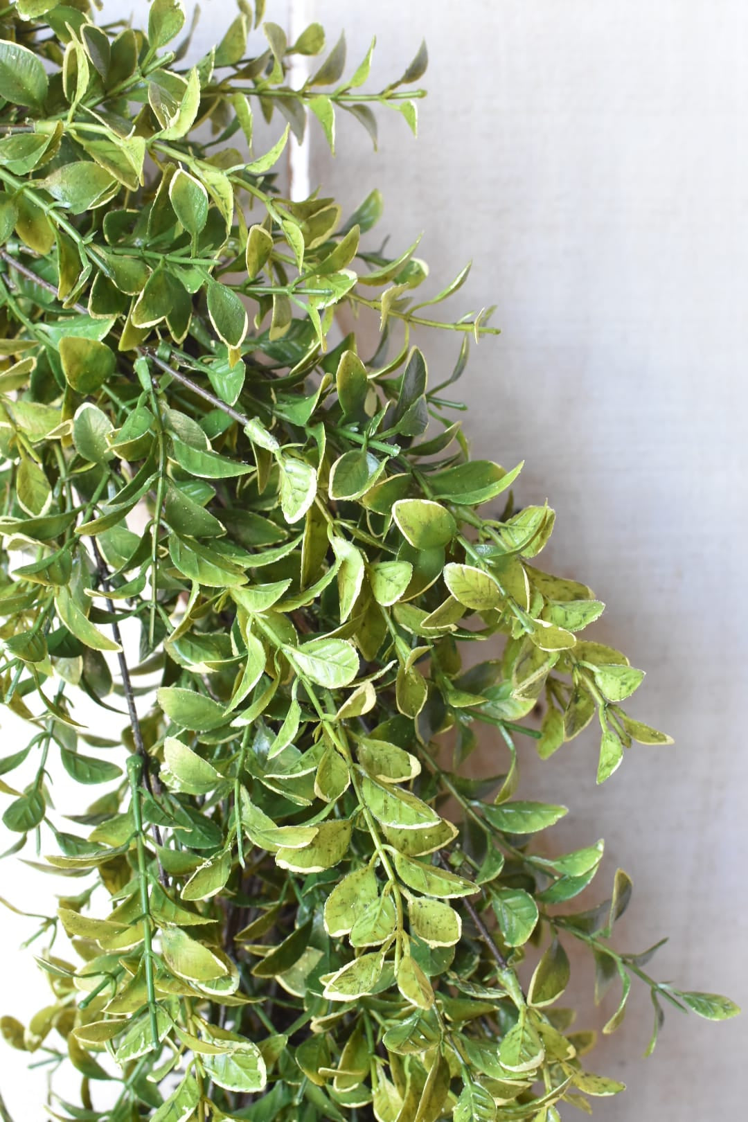 close up faux Variegated boxwood oval wreath on white board background