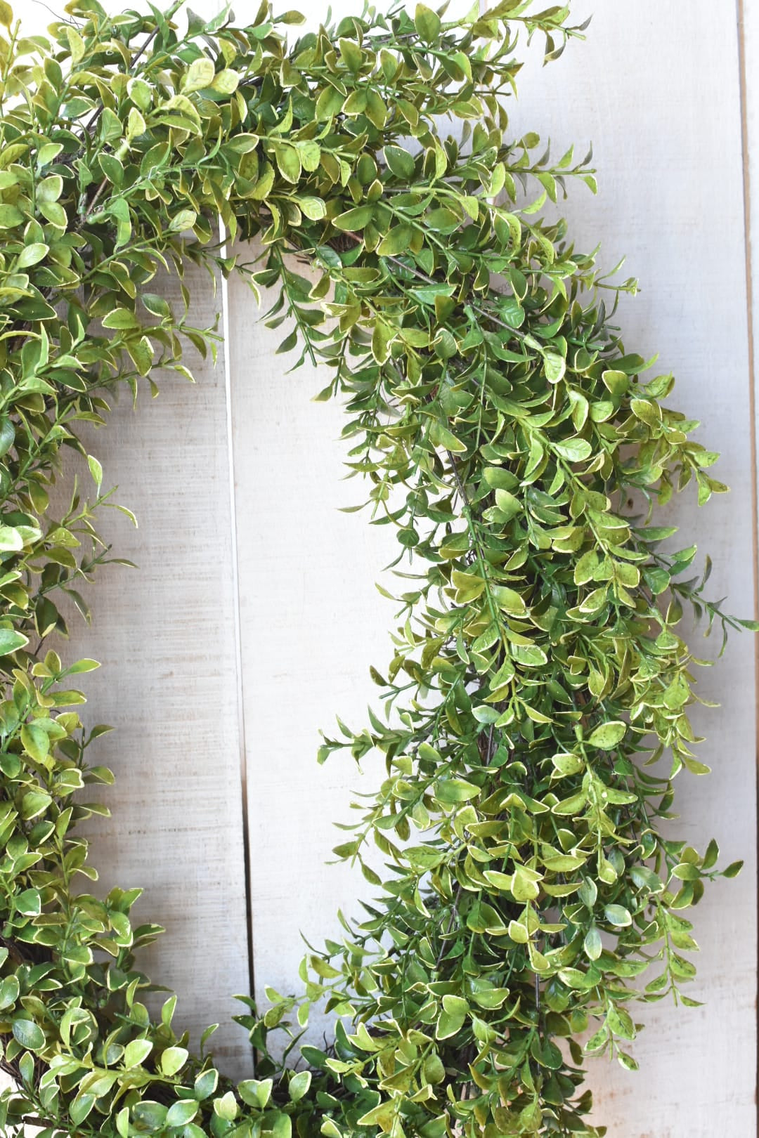 faux Variegated boxwood oval wreath on white board background