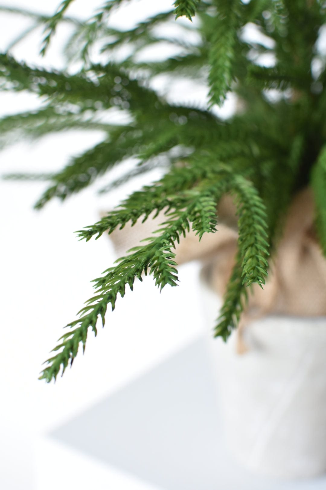 26" Faux Norfolk Tree in Stonemix Pot w/Burlap Root Ball