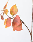 26" Faux Cotinus Leaf Stem Red / Orange / Yellow