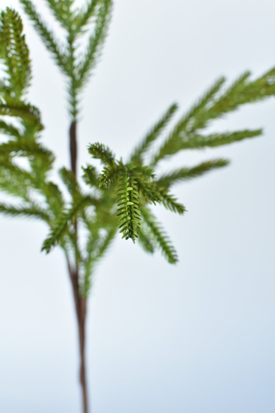 25" Faux Green Norfolk Pine - Cypress Spray Stem