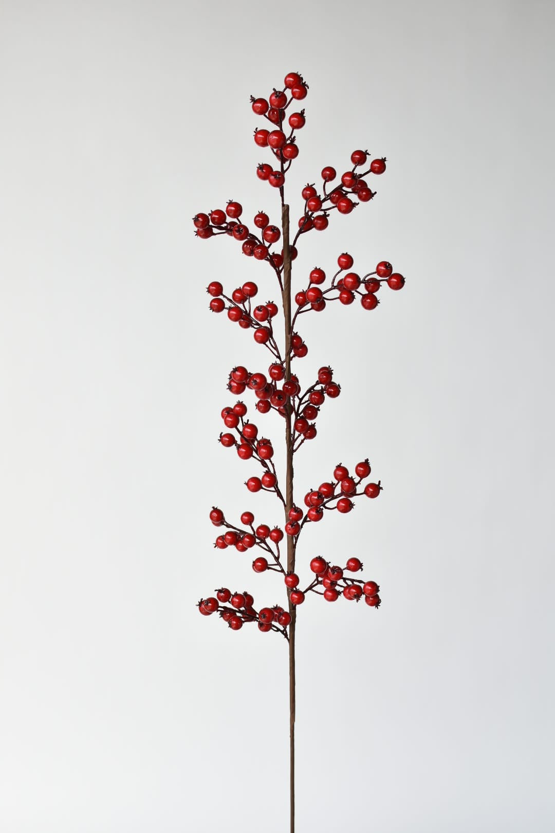 Tall red berry stem that splits at 18 inches into twelve branches