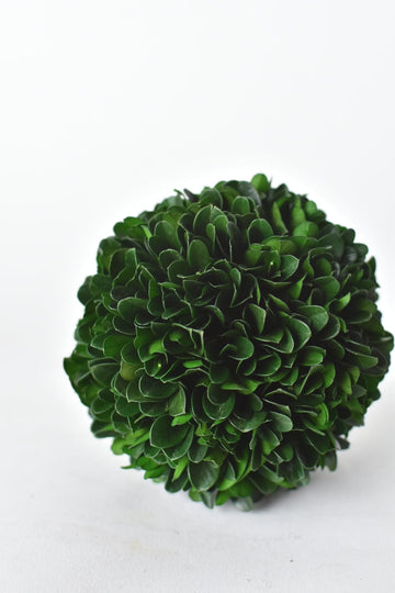 Preserved Boxwood Orb