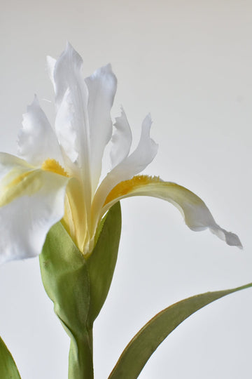30" Faux Dutch White Iris Stem
