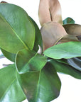18" Faux Magnolia Leaf Bundle