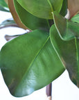 18" Faux Magnolia Leaf Bundle
