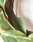 Two-tone green faux magnolia wreath detail showing new and established leaf growth