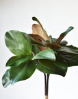 18" Faux Magnolia Leaf Bundle