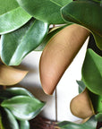 27" Faux Magnolia Leaf Wreath