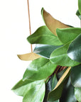 27" Faux Magnolia Leaf Wreath