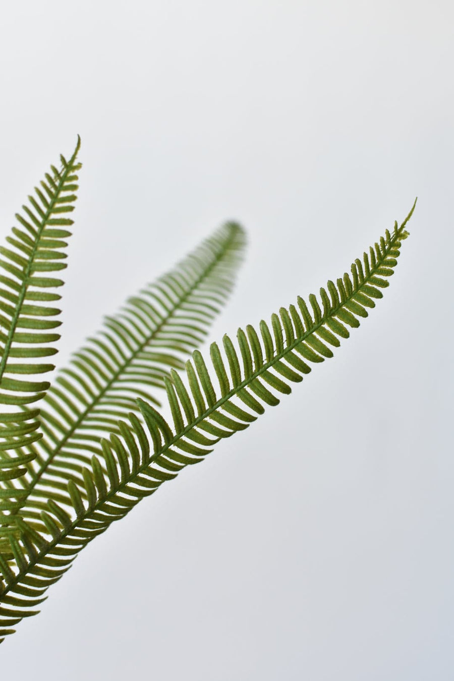 29" Faux Flat Fern Stem