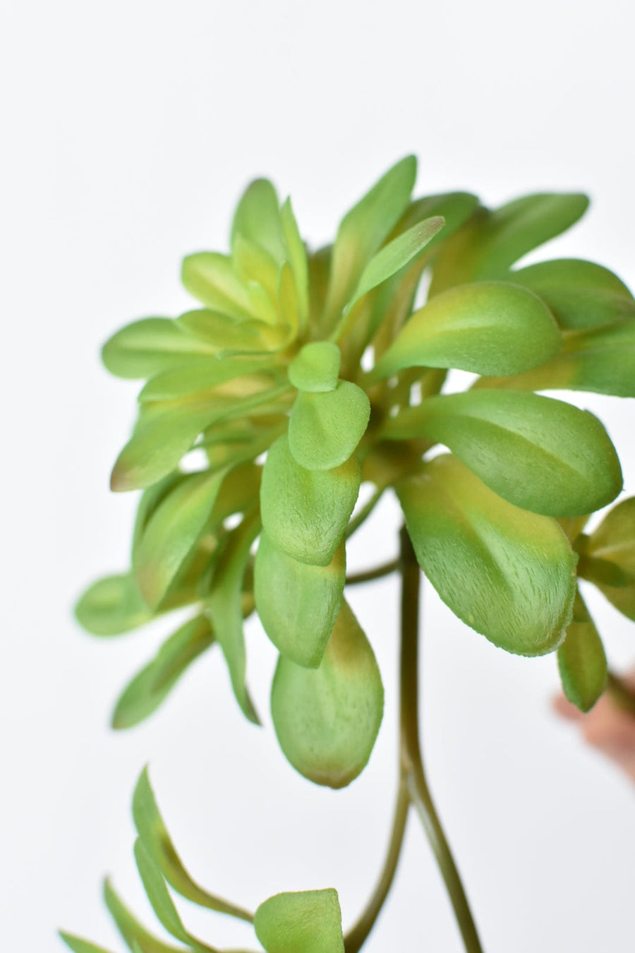 11.5" Faux Trailing Soft Aeonium Spray Stem