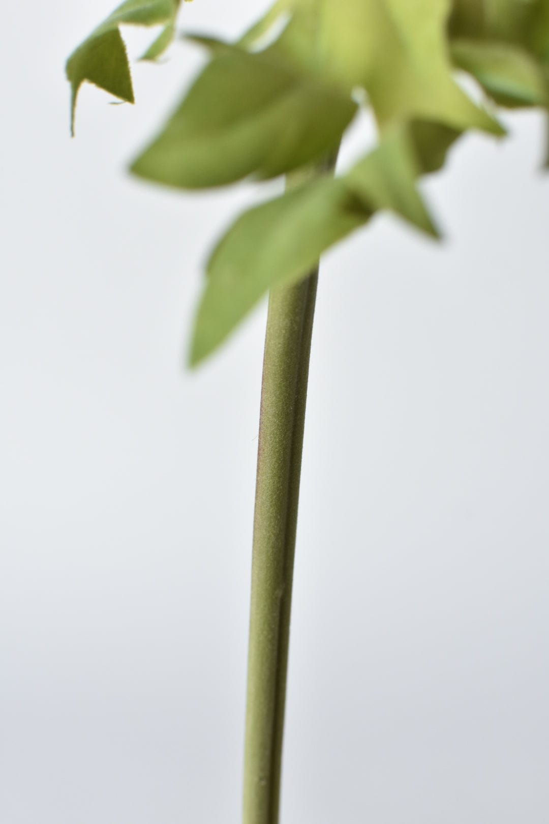 17" Faux Anemone Cream and Pink