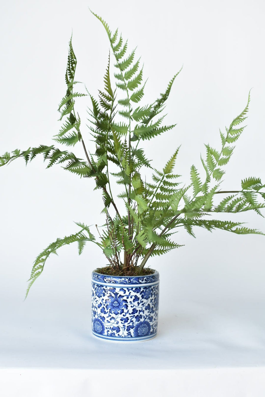 22" Forest Fern in Blue and White Pot