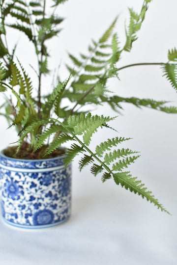 22" Forest Fern in Blue and White Pot