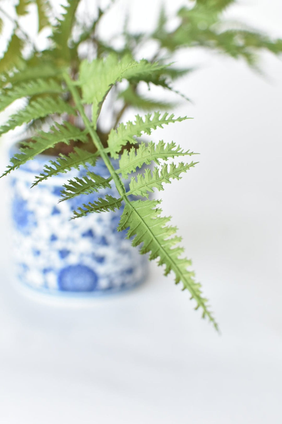 22" Forest Fern in Blue and White Pot