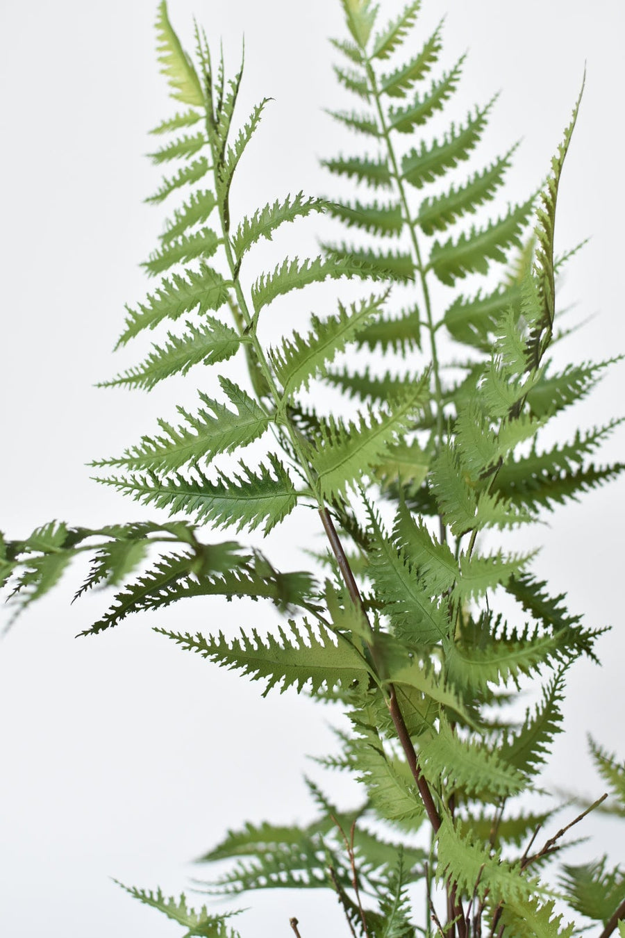 22" Forest Fern in Blue and White Pot