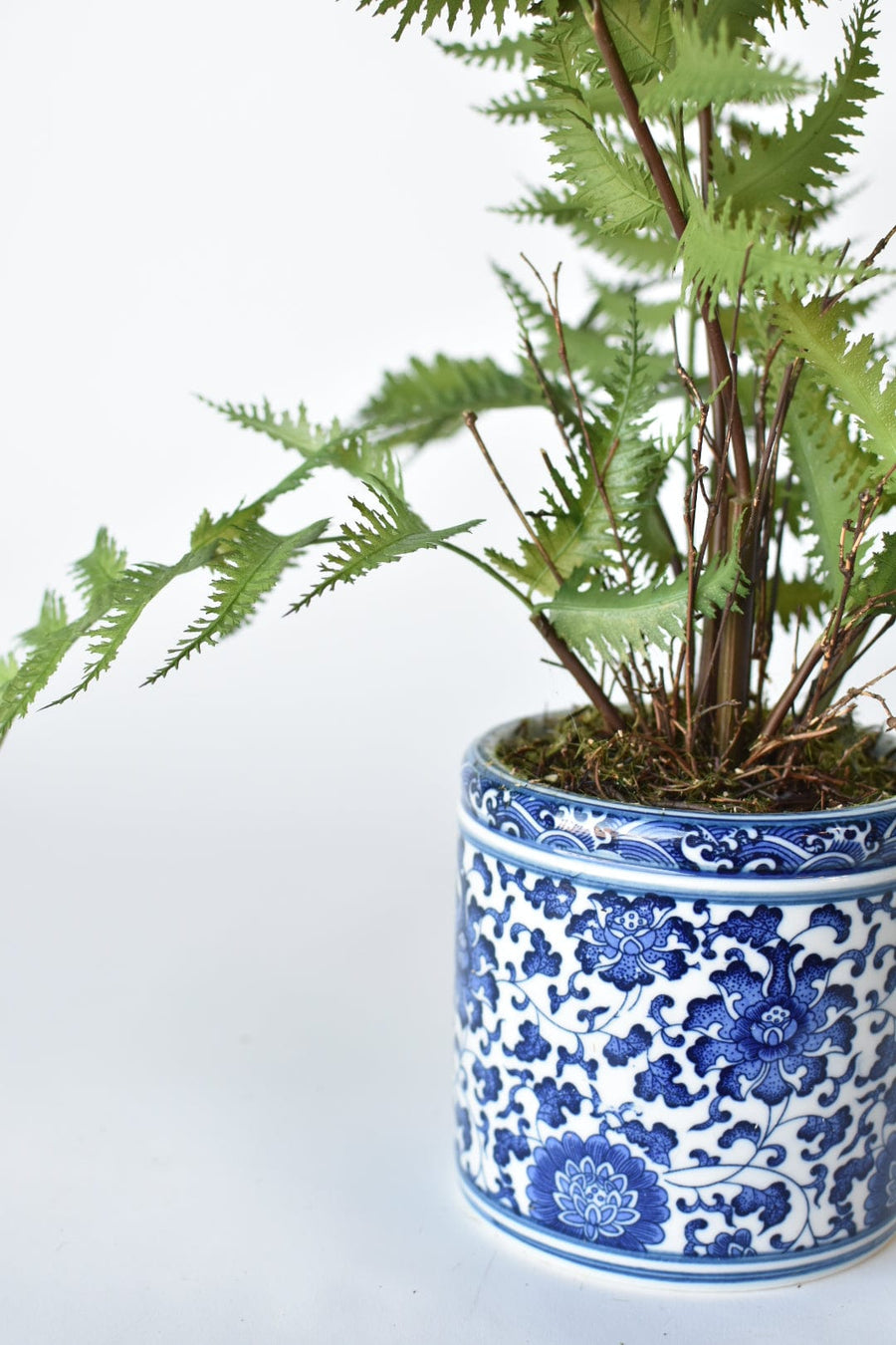 22" Forest Fern in Blue and White Pot