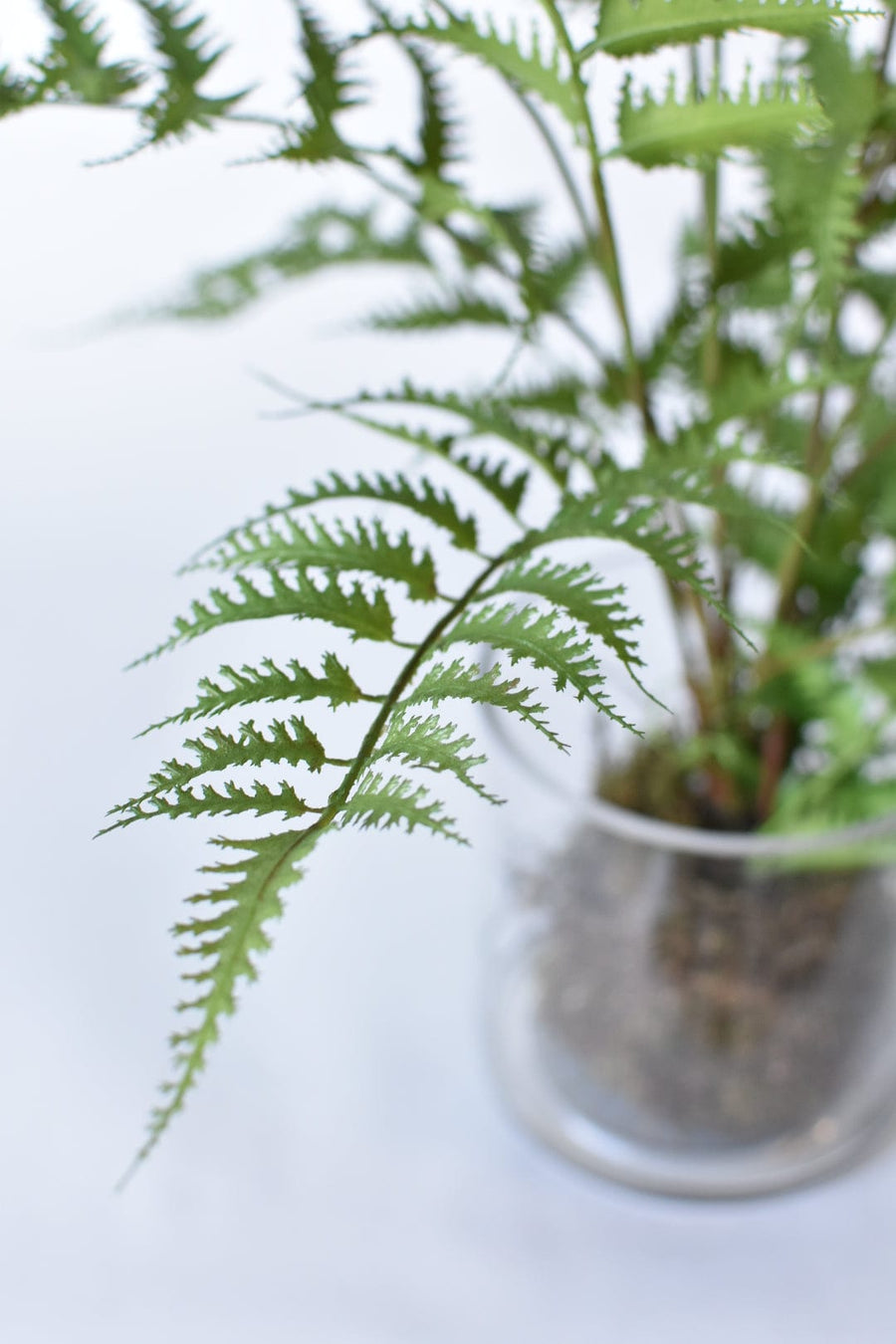 30" Faux Forest Fern in Glass Pot