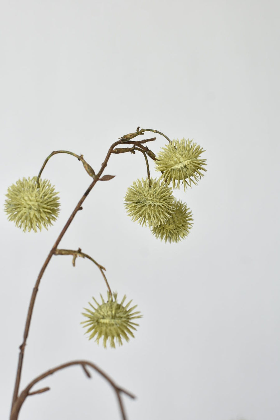 34" Green Globe Thistle Stem