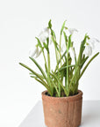9.5" Faux Snowdrop it Terracotta Planter Arrangement