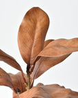 21" Faux Magnolia Leaf Stem : Toffee
