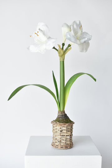 20.5" Faux White Amaryllis in Woven Pot