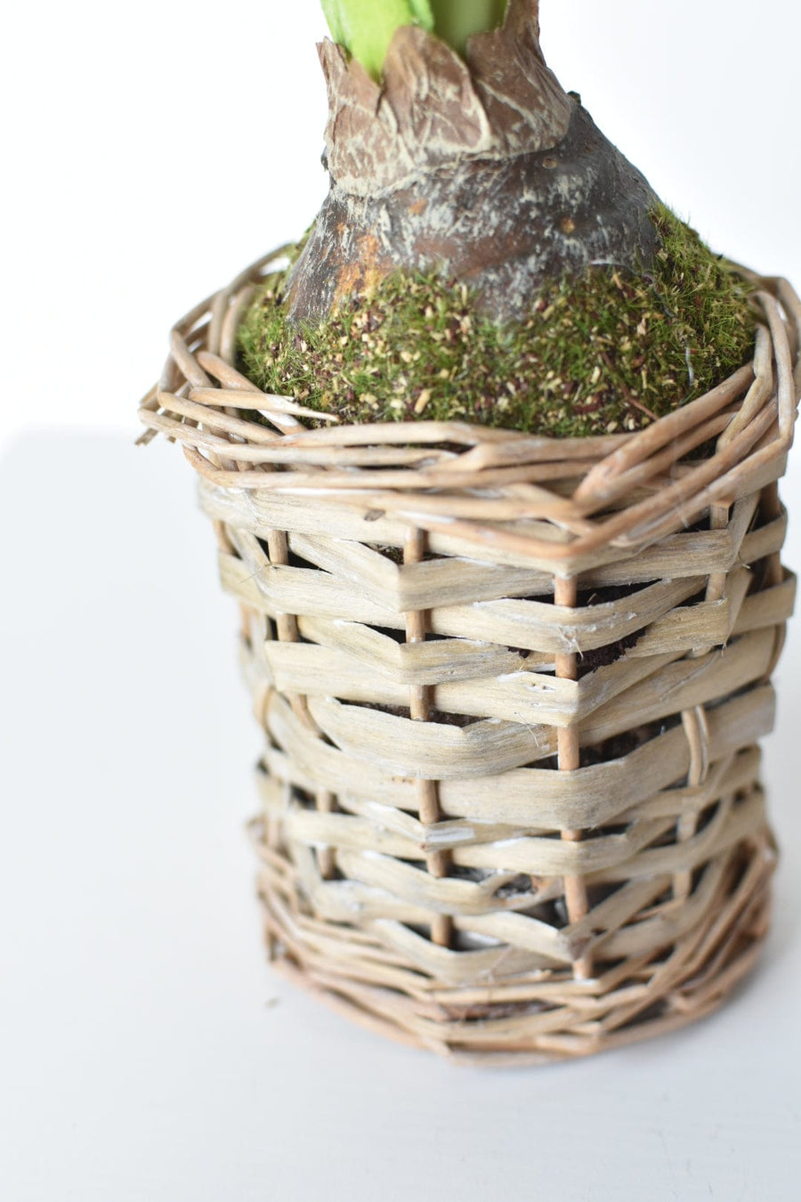 20.5" Faux White Amaryllis in Woven Pot