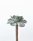 5" Faux Green Aeonium Pick Stem