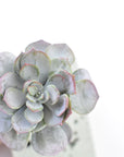 5" Faux Green Aeonium Pick Stem