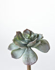 5" Faux Green Aeonium Pick Stem
