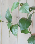 36" Faux Lemon Leaf Branch Stem