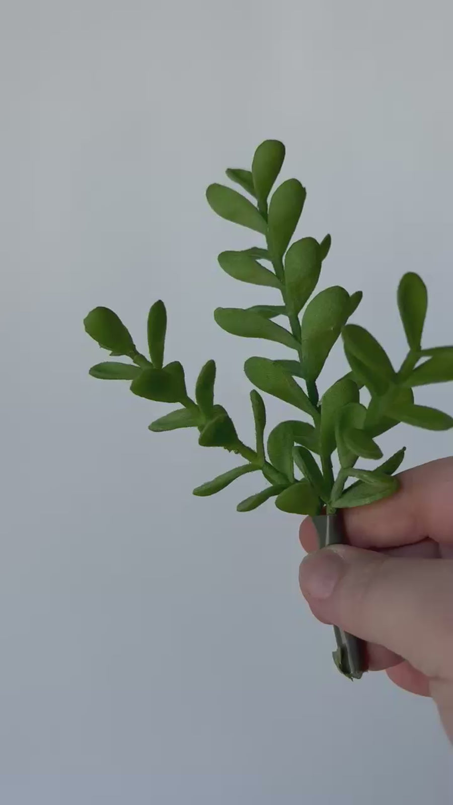 8.5" Faux Mini Jade Succulent Pick