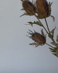 26" Faux Brown Thistle Stem