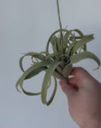 8" Faux Green/Gray Tillandsia Succulent Pick