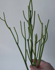 23" Faux Green Pencil Cactus Succulent Stem
