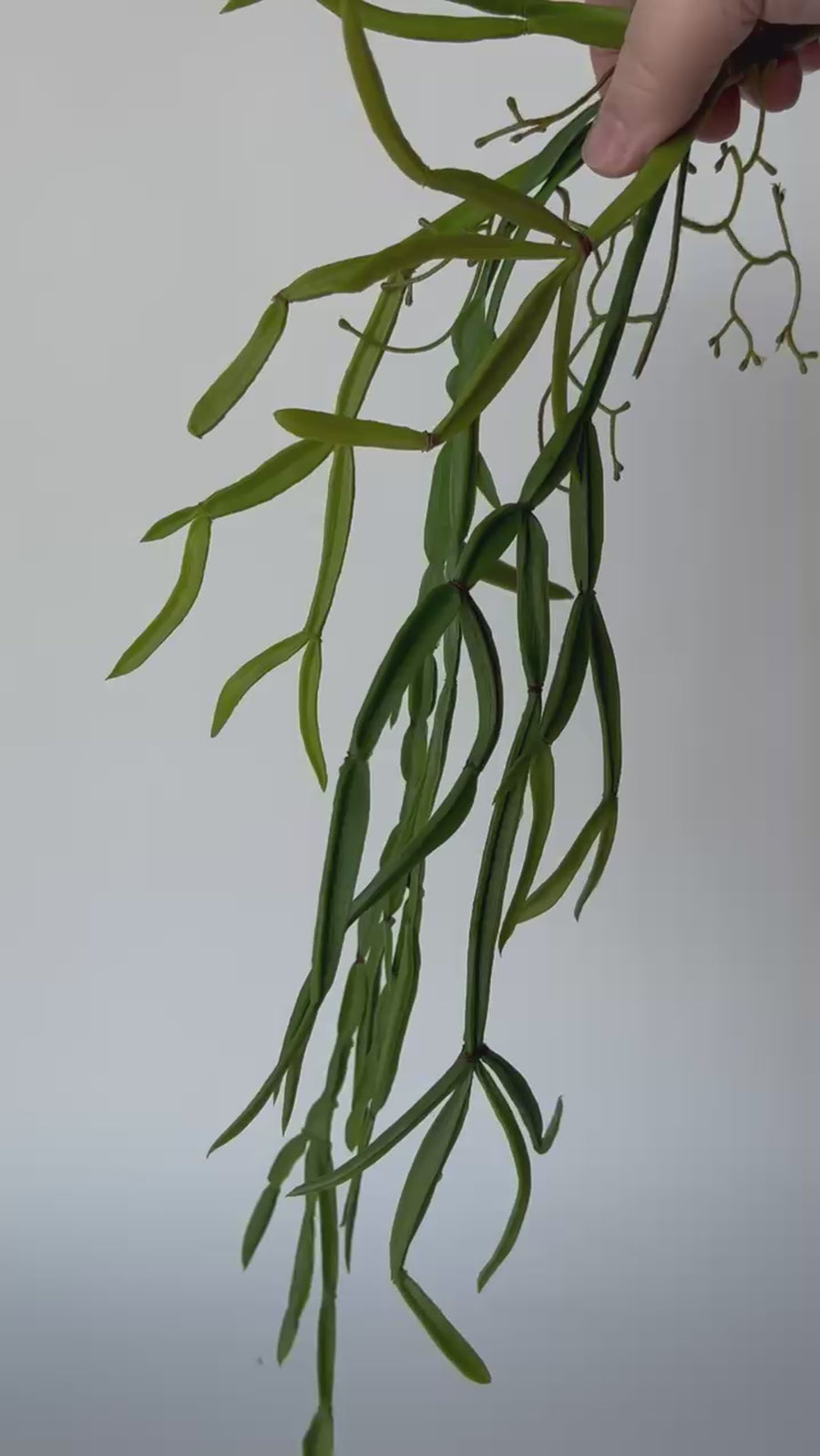 23" Faux Hanging Pencil Cactus Succulent Bush