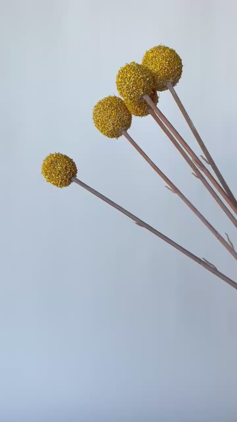 28" Faux Yellow Billy Ball Stem Bundle