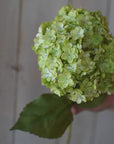 25" Faux Hydrangea Stem Apple Green