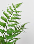 14" Faux Forest Fern in Glass Vase