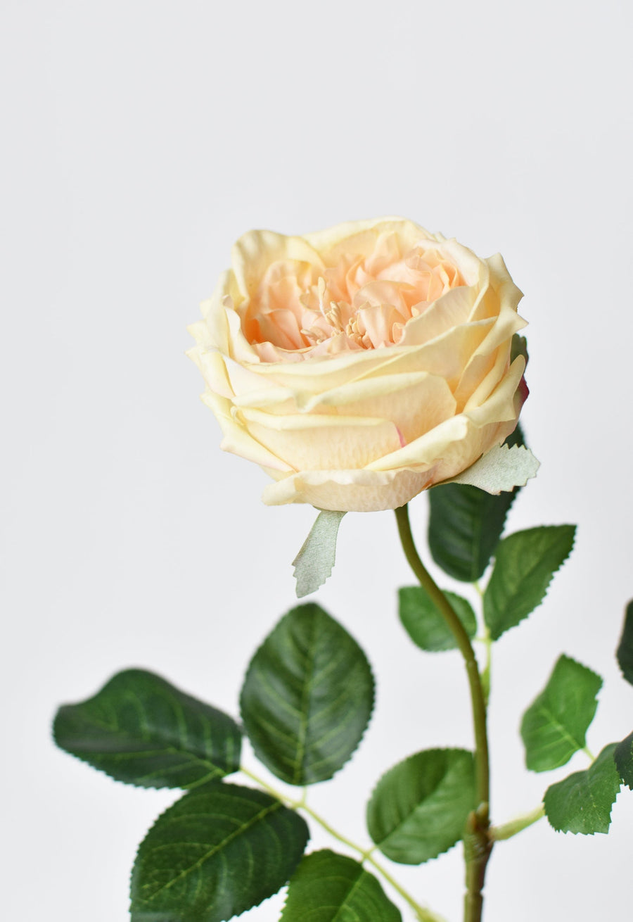 24" Faux Yellow Real Touch Austin Rose Stem