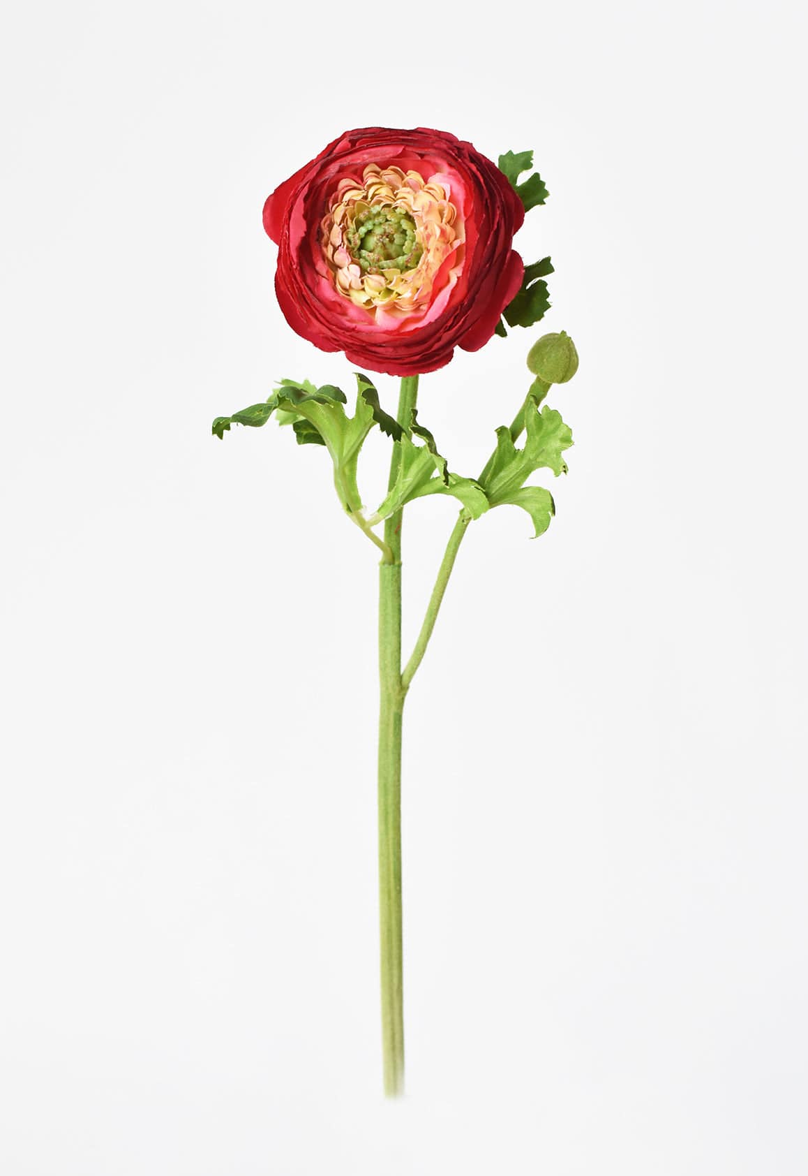 Red Ranunculus Flowers