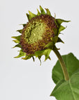 28" Aged Brown Sunflower Stem